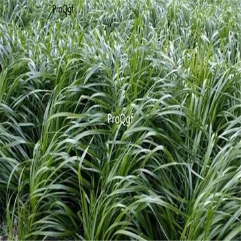 

Ngryise 50000Pcs A Set Lolium perenne