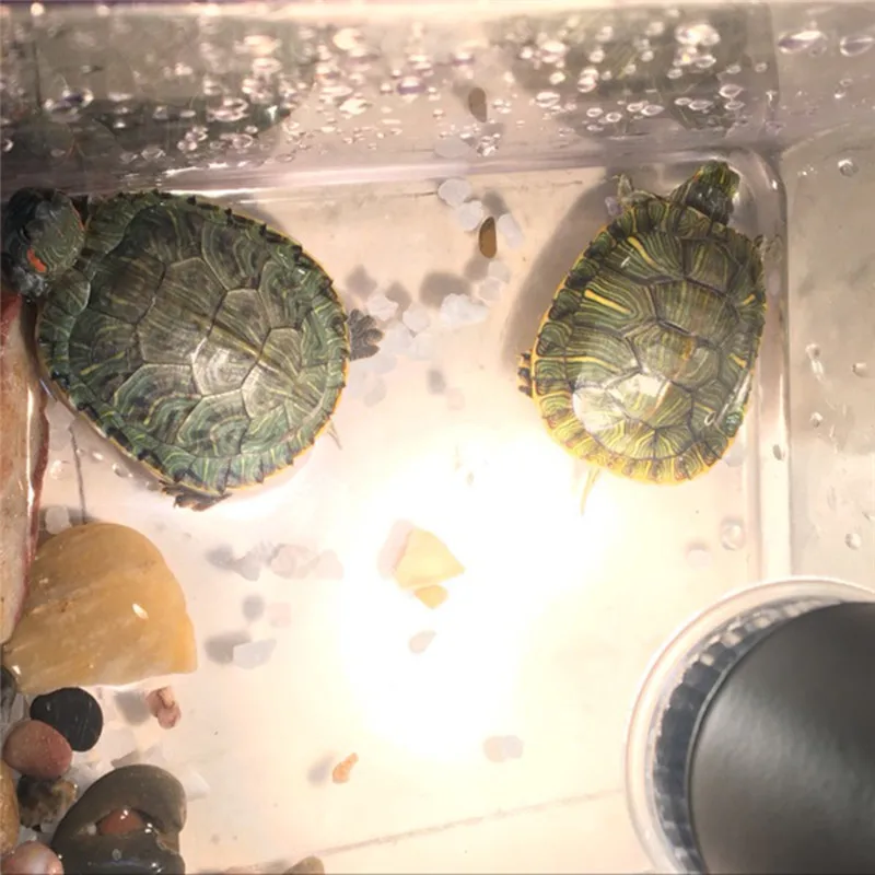 HTB1mi77mkyWBuNjy0Fpq6yssXXas