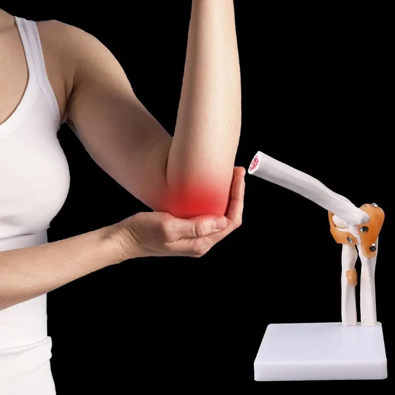 Life Size Ligament Elbow Joint Medical Anatomy Model Skeleton Study Tool