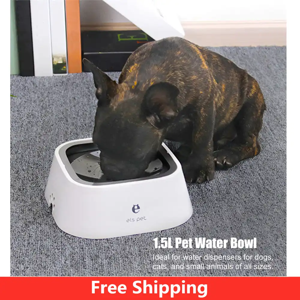 slow water feeder for dogs