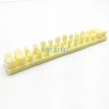 Модель зубов постоянные зубы модель с База 1 раз натуральную величину стоматологический стоматолог стоматология анатомическая Анатомия форма модель