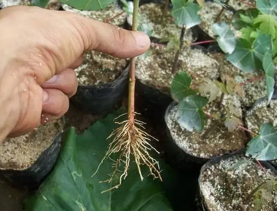 20180730163951_4d5fd005802673bfdc3fadf340101c6c_1