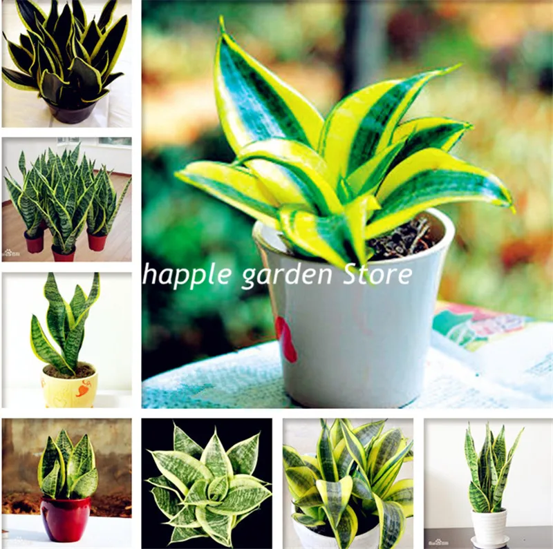 

100 Pcs Sansevieria bonsai Indoor Plants Radiation Protection Bonsai plant Very Easy Grow Foliage Plants, sprouting 95%+