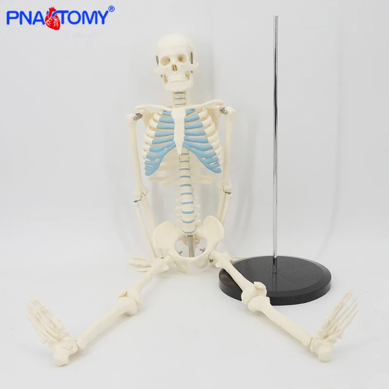 85cm Skeleton Model Human Anatomy Skull Spine Ribs Pelvis Bone Arms and Legs Foot and Hand Tool Medical Science