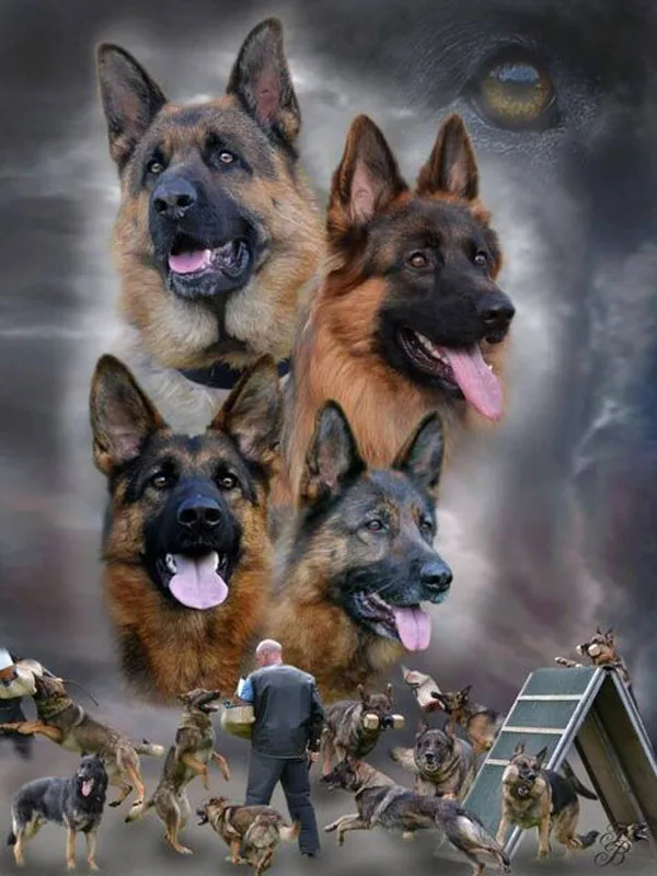 6a675ce20441231139f80b7ef6313540--german-shepherd-dogs-german-shepherds