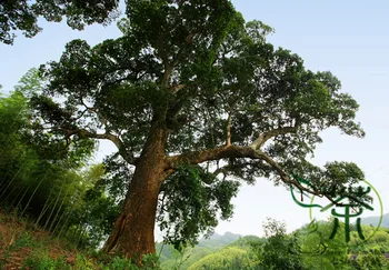 

Phoebe-Bournei Machilus Bournei Min-Nan