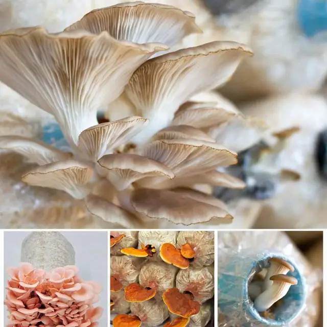 10Db/Táska Növekedési Táskák Magas Hőmérsékletű Élelmiszer -Minőségű Műanyag Lélegző Növény Termesztési Tartály Gombahöz - Image 5