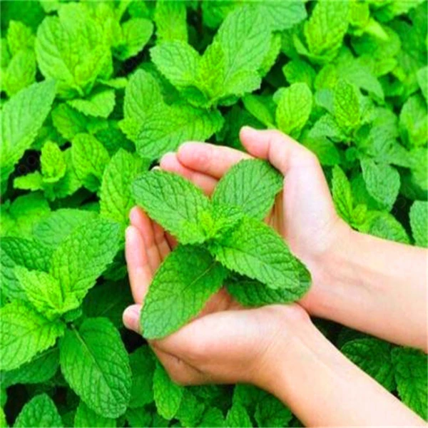 

100 pcs mint