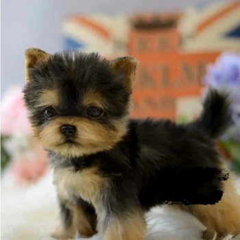 

Realistic Yorkie Dog Simulation Toy Dog Puppy Lifelike Stuffed Companion Toy Pet Dog Handcrafted JS22