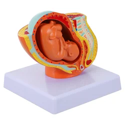 Modèle d'embryon d'utérus féminin à long terme, 1 pièce 