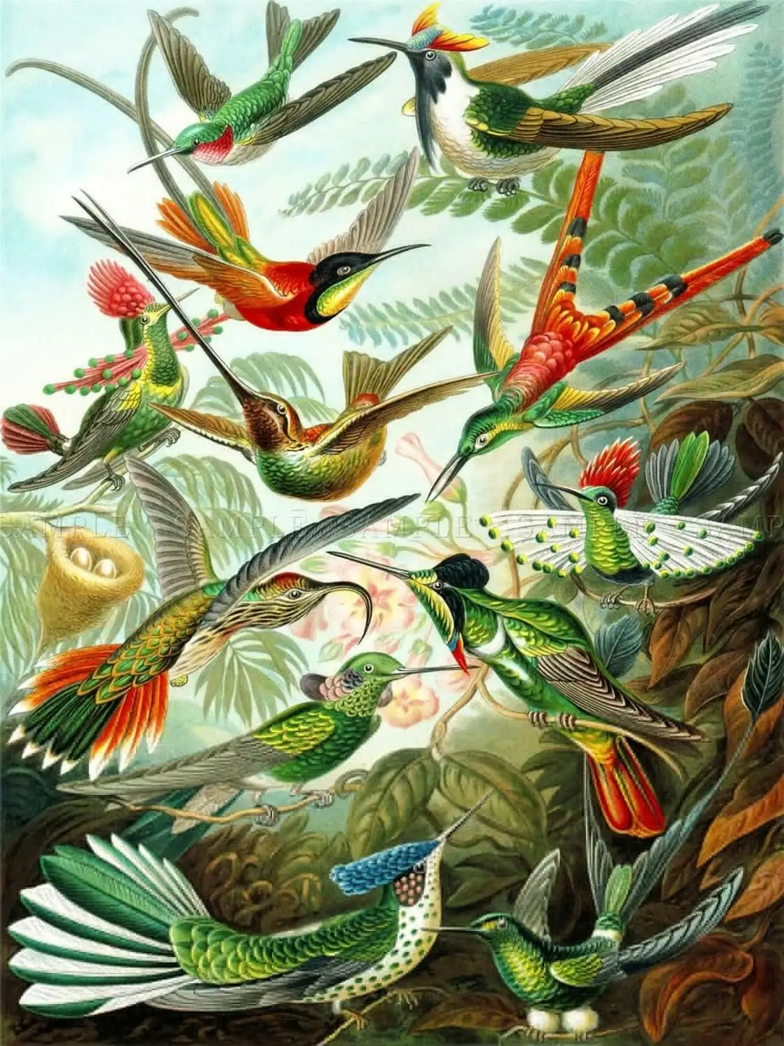 Цветная пластина Эрнст HAECKEL деталь натуральные Колибри Художественная печать