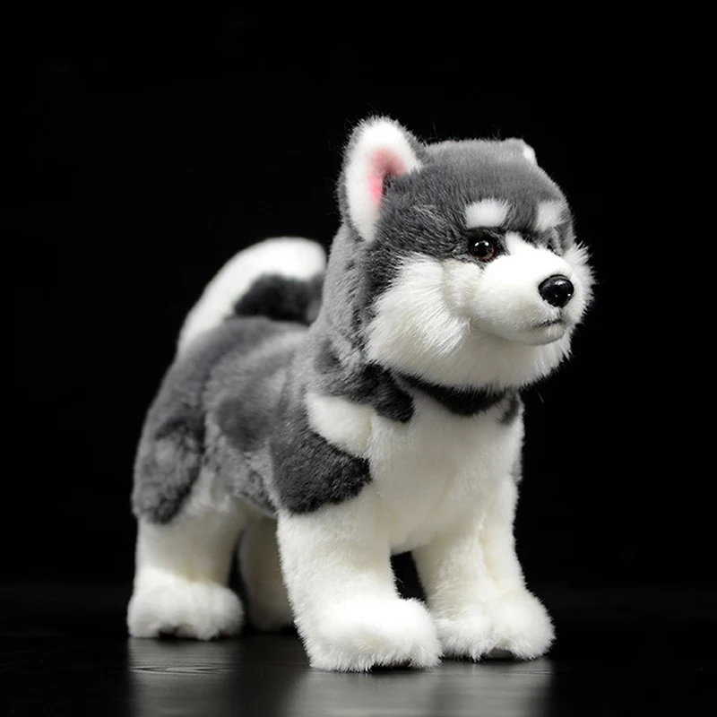 Cute Grey Alaskan Malamute Simulation 