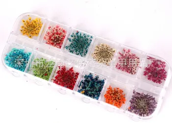 

Manicure Dried Flower 24 Flower 12 Color Manicure Dried Flower Strip Box of Large Dried Flower 12-Different Flower Dried Flower