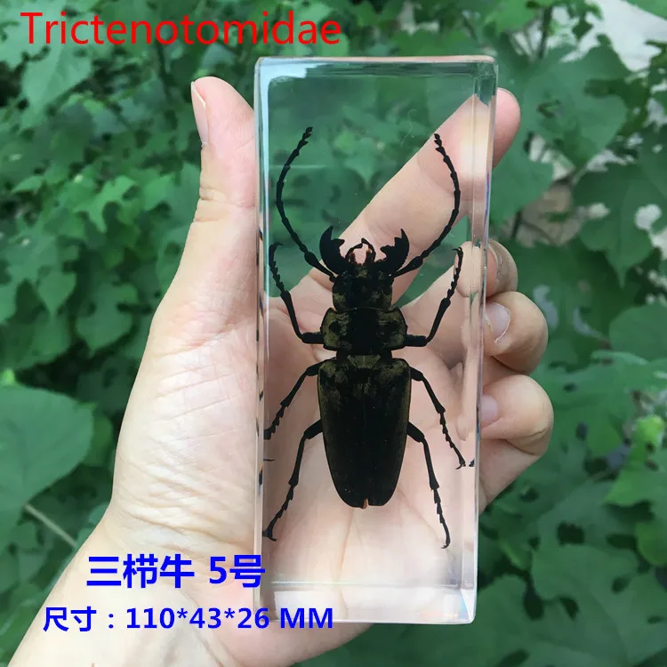 Resin Insect Specimen Handicraft Centipede Spider Beetle Scorpion Biological Sample  Boy Gift miniature brass figurines