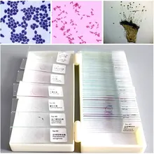 50 шт микробные бактериальные кусочки образцов, готовые стеклянные слайды для микроскопа с пластиковой коробкой, образец высшего образования