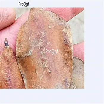 

Ngryise 50Pcs A Set Jacaranda Jacaranda