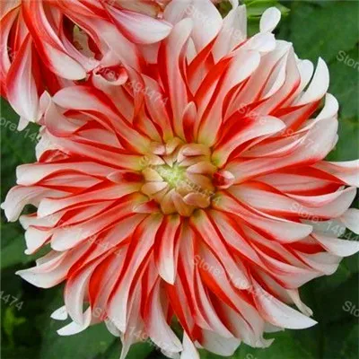 Редкий Dahlia бонсай, сладкий картофель Dahlia цветочное растение, красивые Многолетние цветы Dahlia pinnata flores для домашнего сада 100 план - Color: Purple