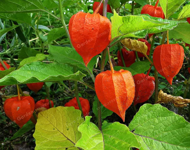 100 бонсай/упаковка, китайский фонарь завод Бонсай, Physalis Alkekengi травяной многолетний фруктовый бонсай в горшках