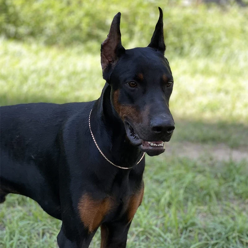 de colar de aço inoxidável para cães pequenos médio grande