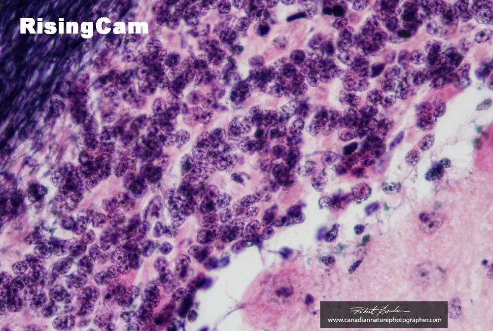 RisingCam_Aug16_05_1160