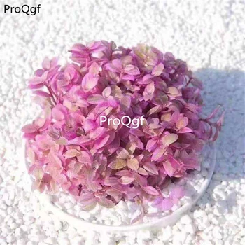 

Ngryise 5Pcs A Set succulent yanzhiyun