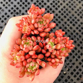

Ngryise 5Pcs A Set Sedeveria pink ruby