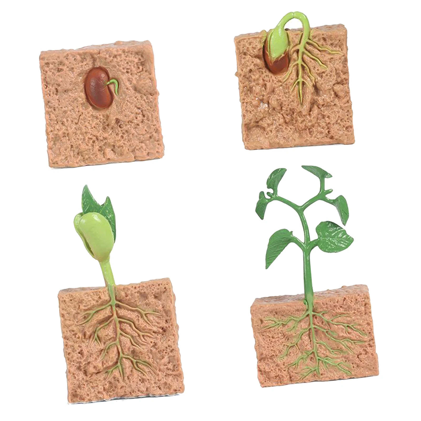 Plant Soybeans Seeding Growth Cycle Playset Biology Toys Class Supplies