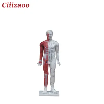 

teaching human Deluxe Acupuncture Model 84CM educational anatomical model