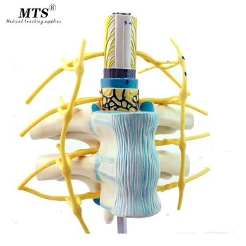 

Genuine thoracic spine Medullary spinal nerve sympathetic trunk model Human spine model anatomy system medical teaching