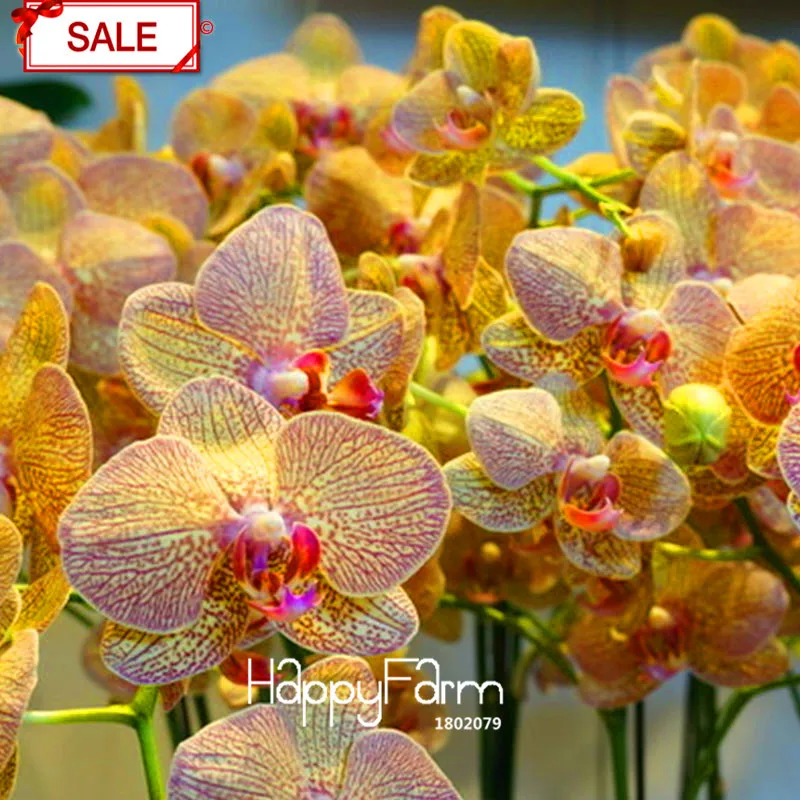 Промо-акция! 50 шт./пакет желтый фаленопсис Бонсай многолетние цветущих растений комнатные орхидеи цветы сад,# TKE11B