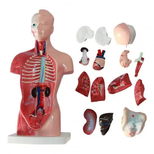 Accessoires pédagogiques pour enfants, parties du corps, anatomie, organes  du corps humain, Science, enseignement à domicile, jouets éducatifs -  AliExpress