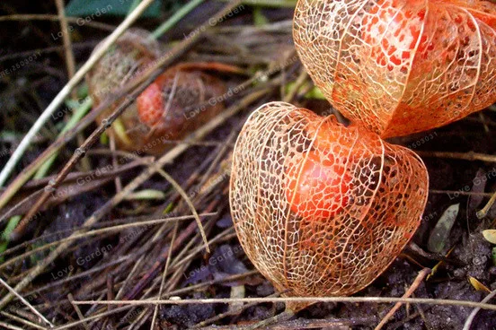 100 бонсай/упаковка, китайский фонарь завод Бонсай, Physalis Alkekengi травяной многолетний фруктовый бонсай в горшках