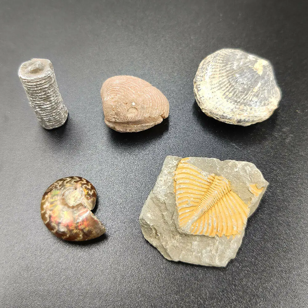 5 шт аммонит трилобит хвост криноид атрипа цветок моллюски Fossil 100% натуральный