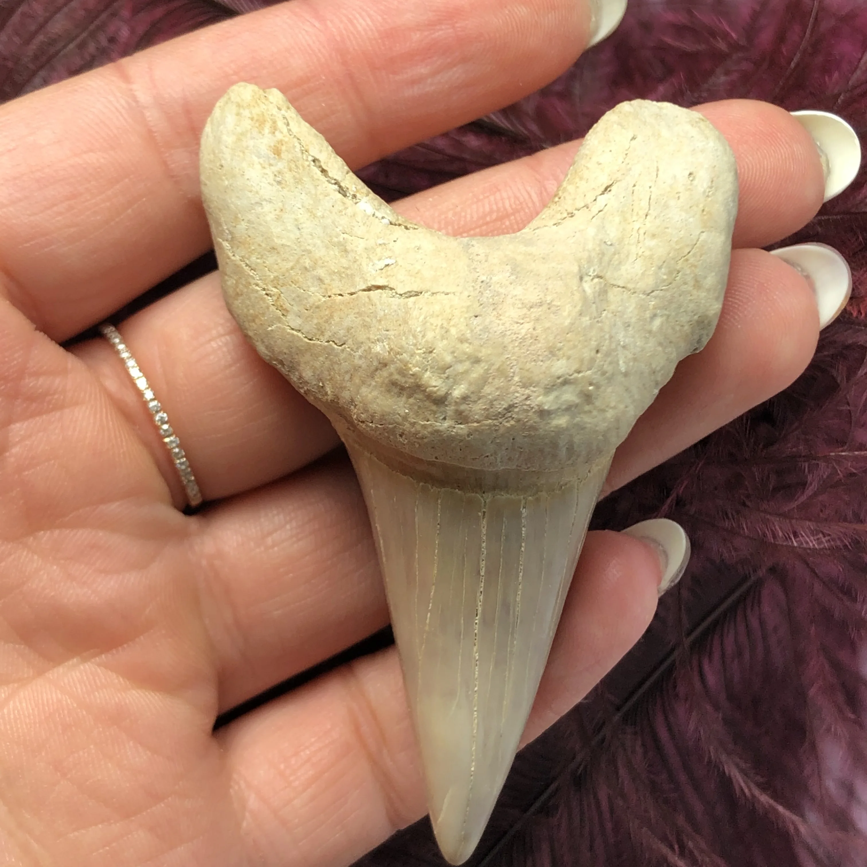 1 шт. огромный красивый Megalodon искусственный зуб зубы акулы|Камни| |