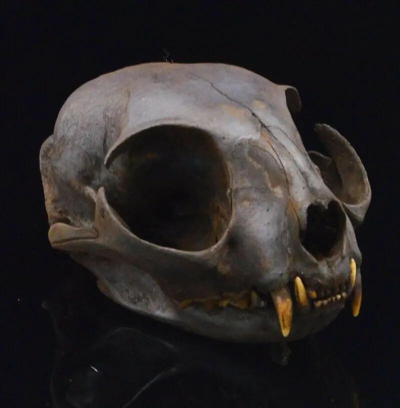 

1pcs real Felinae Cat Animal Skull specimen - Adult / Handmade, dyeing brown