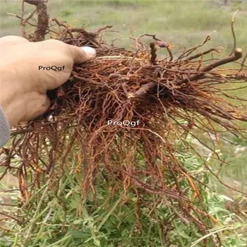 

Ngryise 2Pcs A Set Rubia cordifolia Root