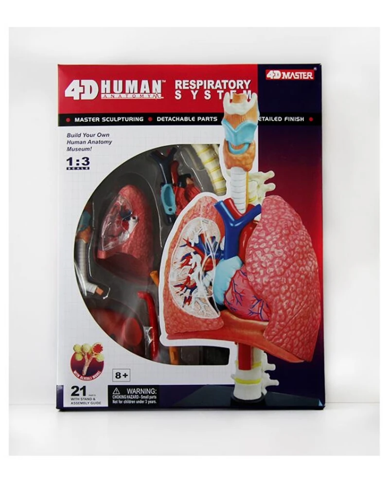 4D система дыхания 1:3 odontologia анатомический скелет человека череп|anatomical model|4d