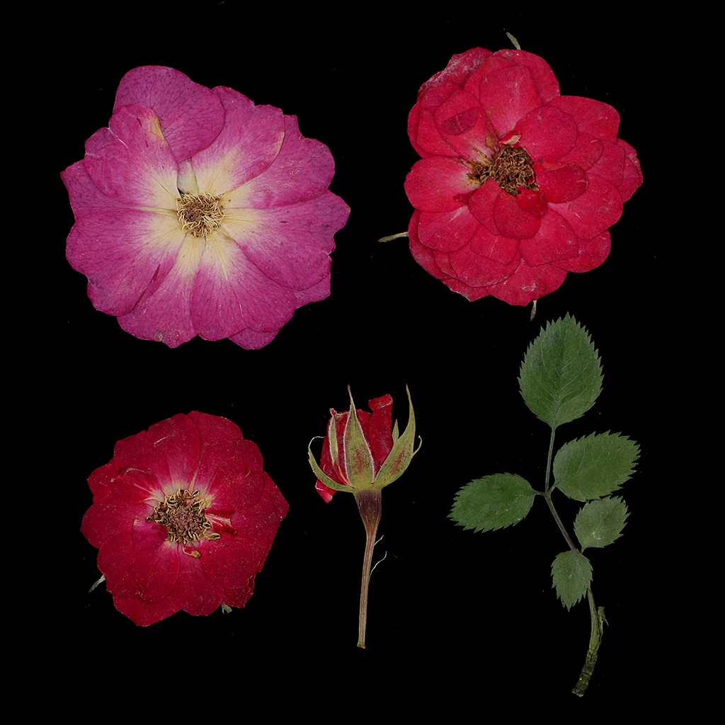 Lots Mixed Real Pressed Flower Dried Flowers  for Resin Jewellery Scrapbooking Phone Case Making Crafts DIY Dry Plants