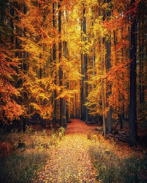 Cassisy Canvas Art Painting? Path in deciduous forest?Poster Picture Wall Decor Modern Home Decoration For Living room Office