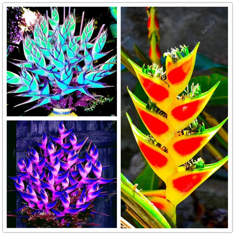 

Plant Bath Salts Thousand paper cranes Flower Essence 100Pcs XZZ-68