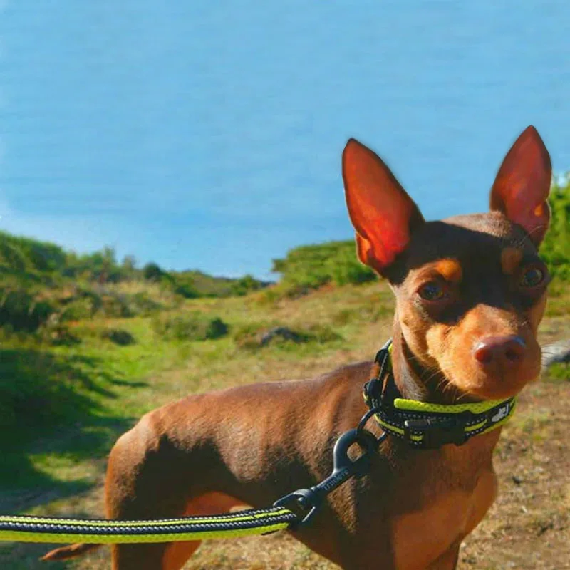 Dog Collar Leash Set Dog Collar Pet Harness Leash Set Pet Harness Set Pet Leash Set