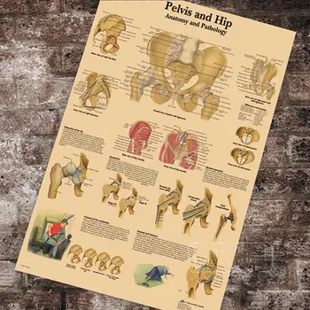 

Medical Anatomy Anatomical Pelvis and Hip Chart Classic Canvas Paintings Vintage Wall Posters Stickers Home Decor Gift