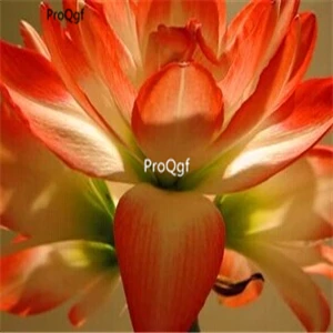 8 Ngryise 3 шт. набор Amaryllis лампочки True Hippeastrum rutilum - Цвет: 8