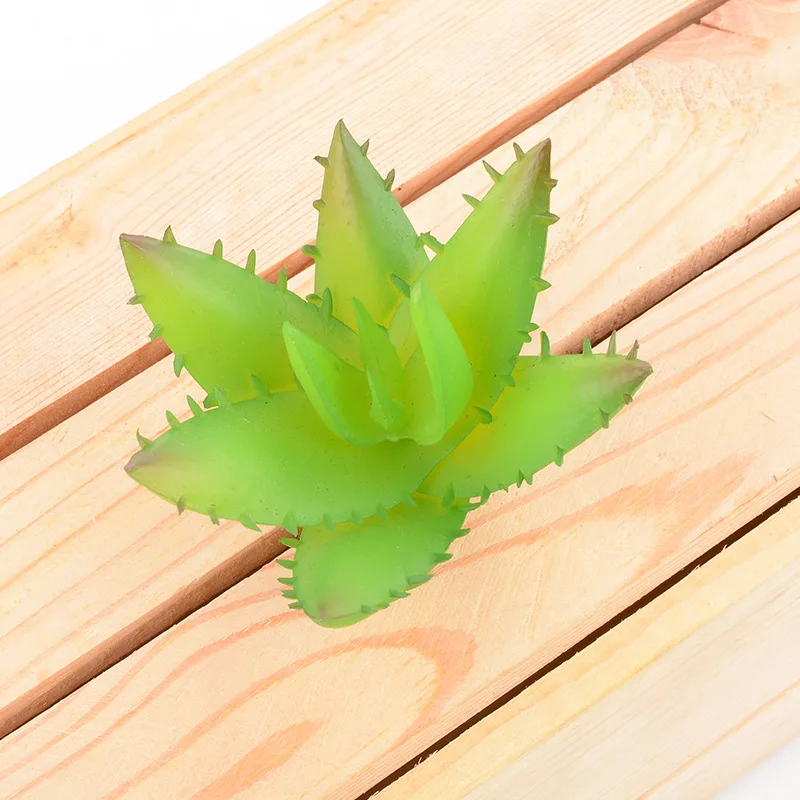 Aloe vera04