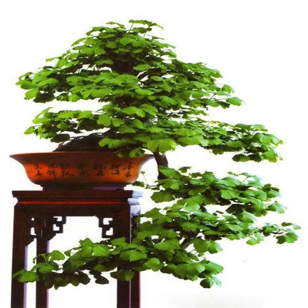 20 шт Albizia(акация) Julibrissin дерево(Мимоза/персидское шелковое дерево) мини цветок бонсай в горшках, diy домашний миниатюрный садовый завод