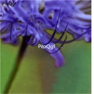 6 Ngryise 30 шт набор Lycoris Radiata - Цвет: 6