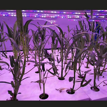 

Hydroponic Vegetable Floating Board Soilless Cultivation Equipment Fish And Vegetable Symbiosis Hydroponic Foam Board