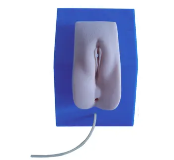 

Internship care model Urinary model Genital teaching aid Advanced female catheterization model