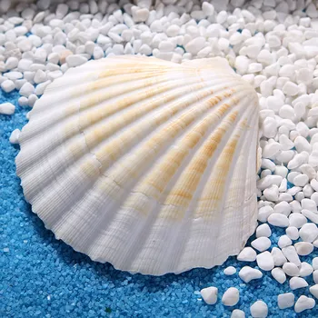 

1pcs Natural Shell Big White Scallop Decoration Mediterranean Style Crafts Accessories Aquarium Fish Tank Landscape Home Decor