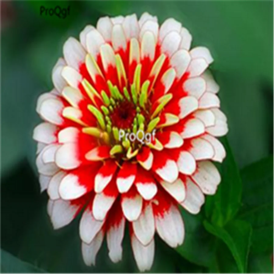 Ngryise 2000 шт набор Zinnia elegans